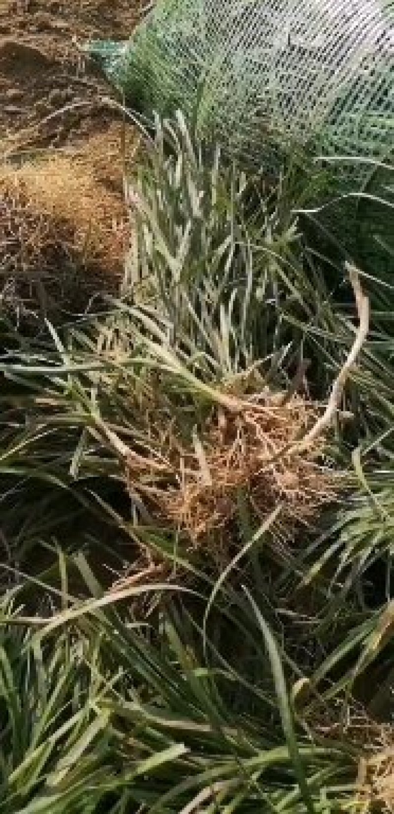 麦冬草路边道路绿化地被草