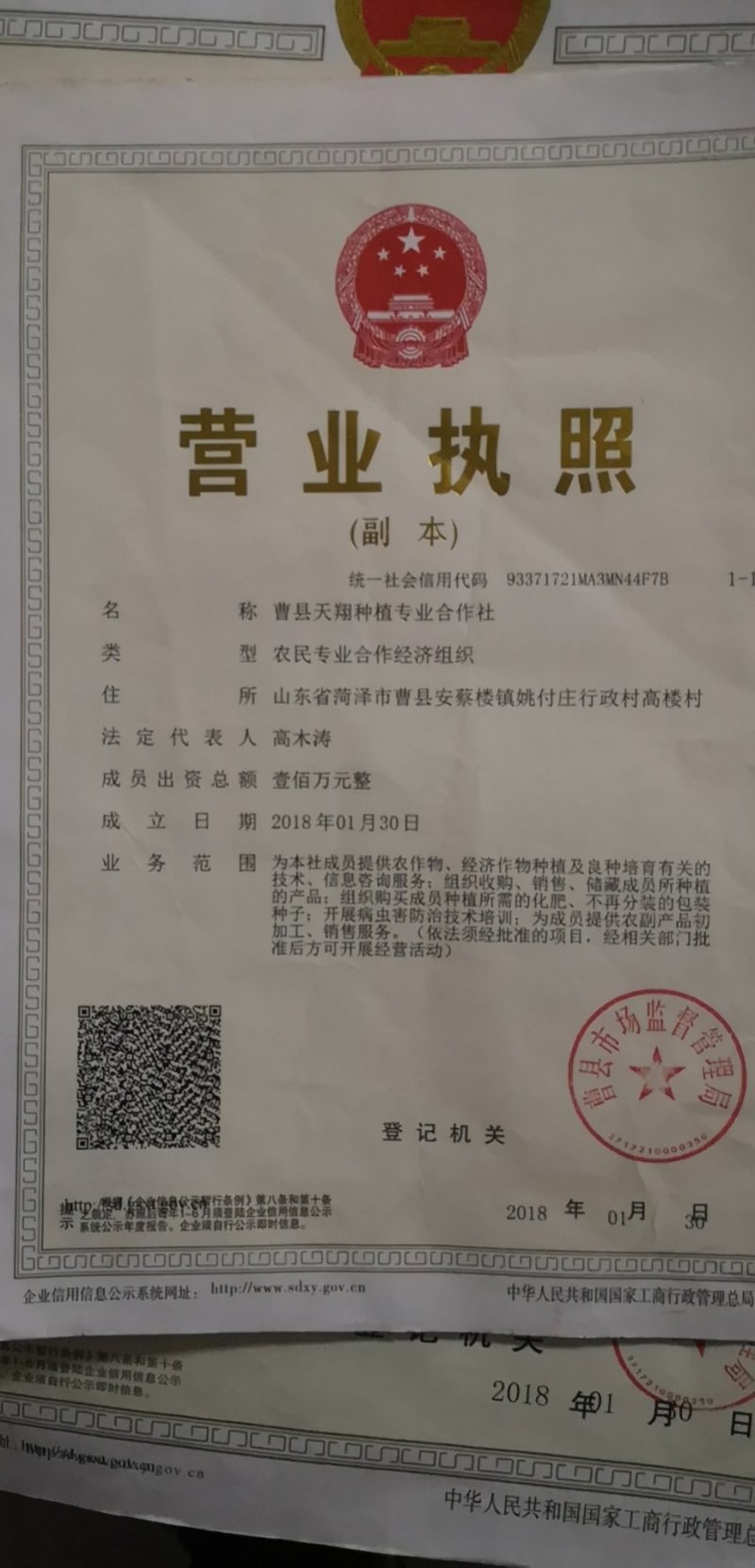 麦冬草路边道路绿化地被草