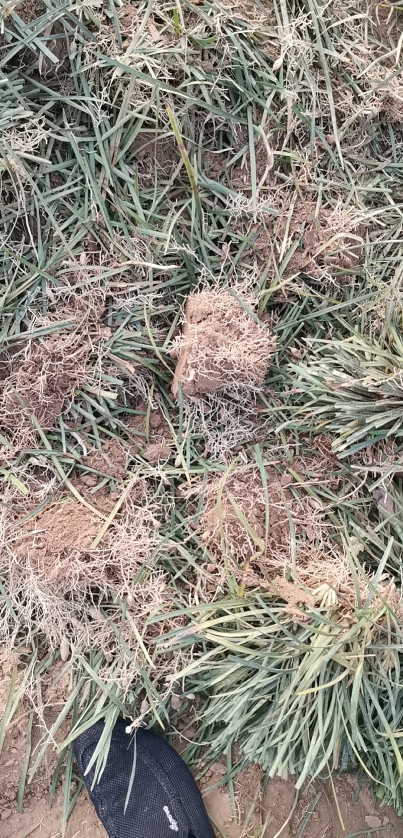 麦冬草路边道路绿化地被草
