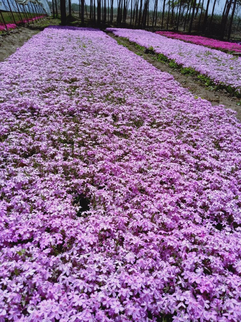 丛生福禄考，多年生宿根花卉适合大面做花海