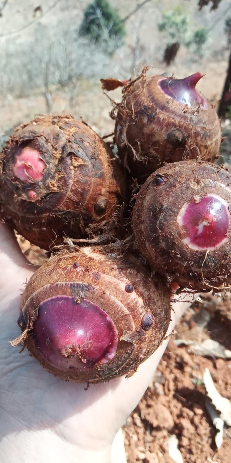 高山新鲜红芽芋，诚信经营，供应全国，支持线上保障交易