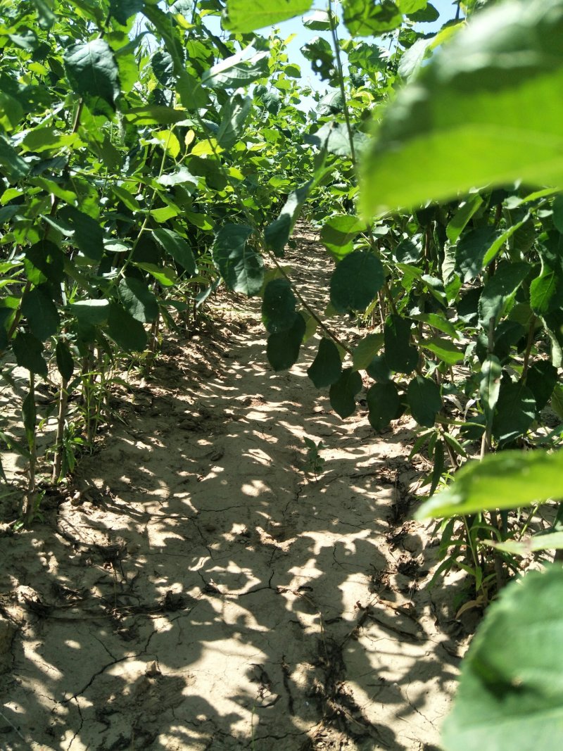 杏李风味玫瑰当年挂果基地直发