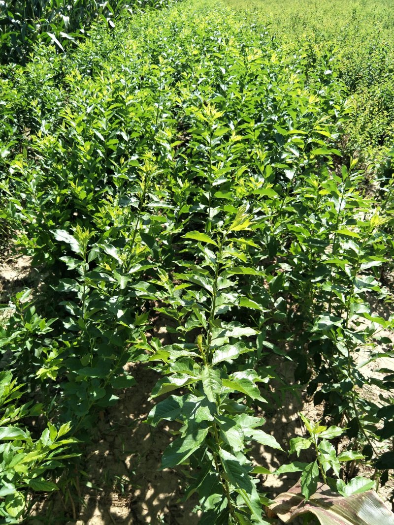 杏李风味玫瑰当年挂果基地直发