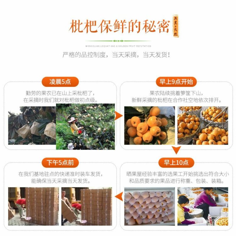 顺丰包邮云南蒙自枇杷新鲜大果3斤5斤现货包邮