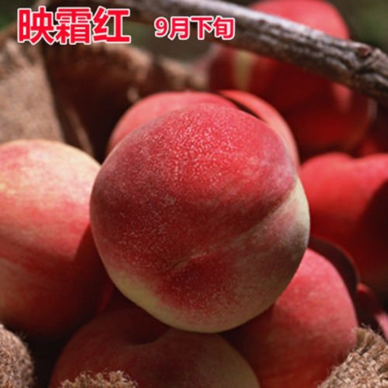 桃树苗桃树树苗冬桃树苗锦绣黄桃苗果树苗嫁接南北方种植当年