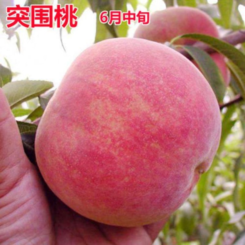 桃树苗桃树树苗冬桃树苗锦绣黄桃苗果树苗嫁接南北方种植当年