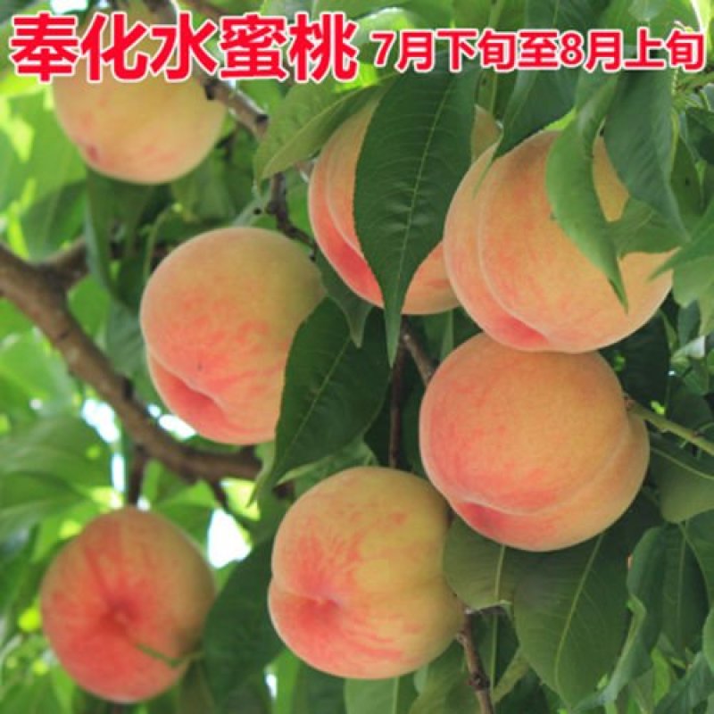 桃树苗桃树树苗冬桃树苗锦绣黄桃苗果树苗嫁接南北方种植当年