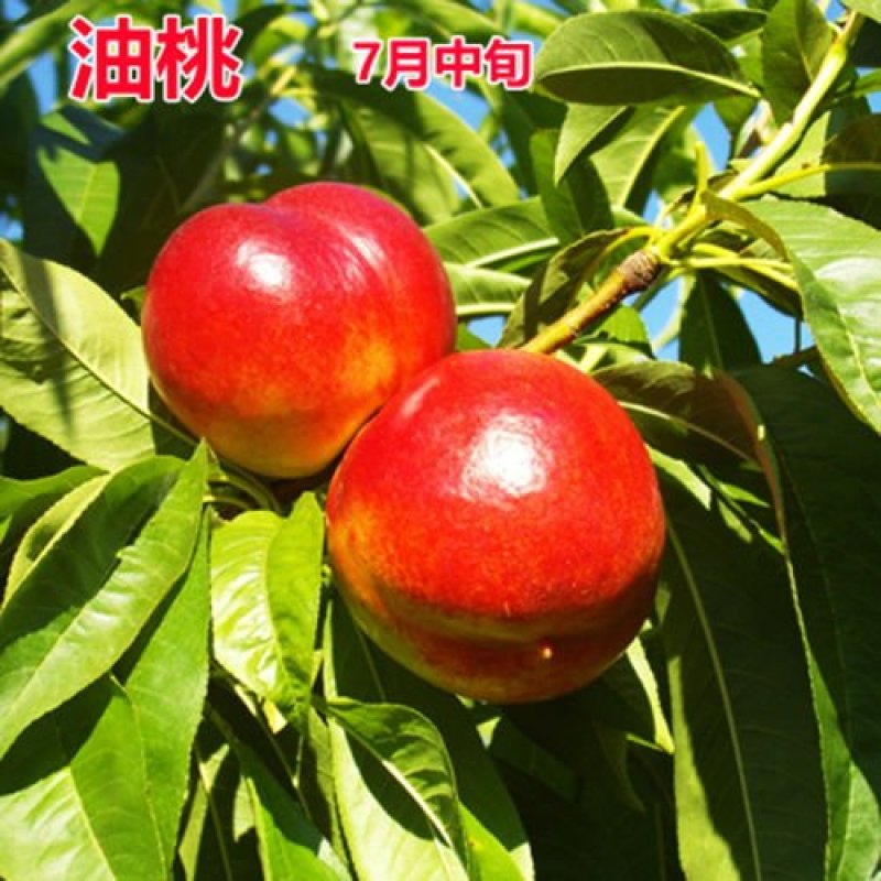 桃树苗桃树树苗冬桃树苗锦绣黄桃苗果树苗嫁接南北方种植当年