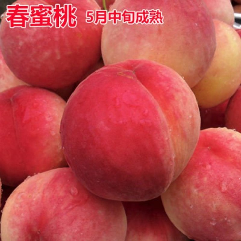 桃树苗桃树树苗冬桃树苗锦绣黄桃苗果树苗嫁接南北方种植当年
