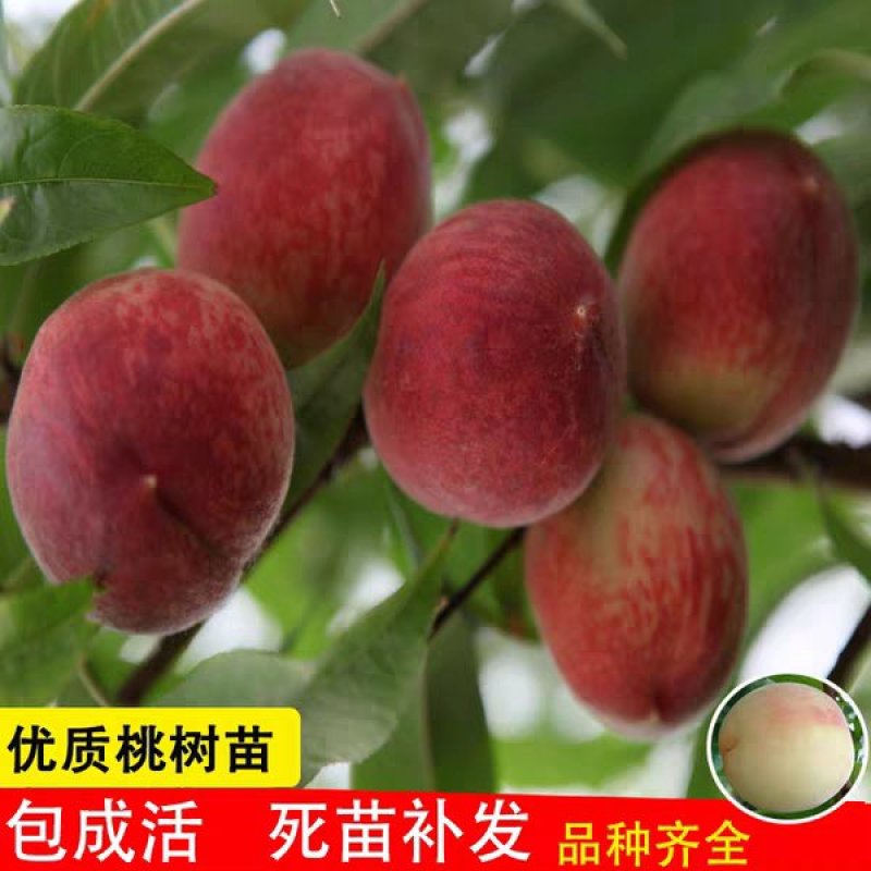 桃树苗桃树树苗冬桃树苗锦绣黄桃苗果树苗嫁接南北方种植当年