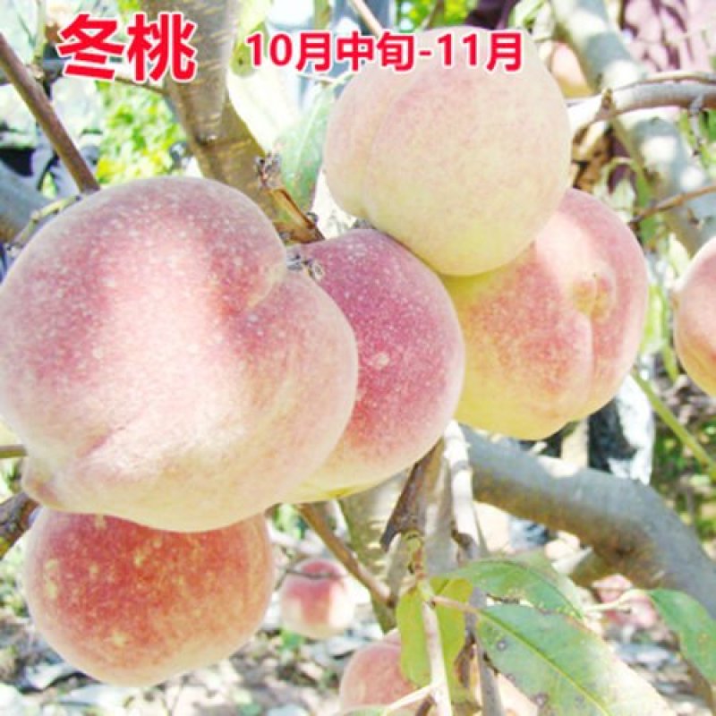 桃树苗桃树树苗冬桃树苗锦绣黄桃苗果树苗嫁接南北方种植当年