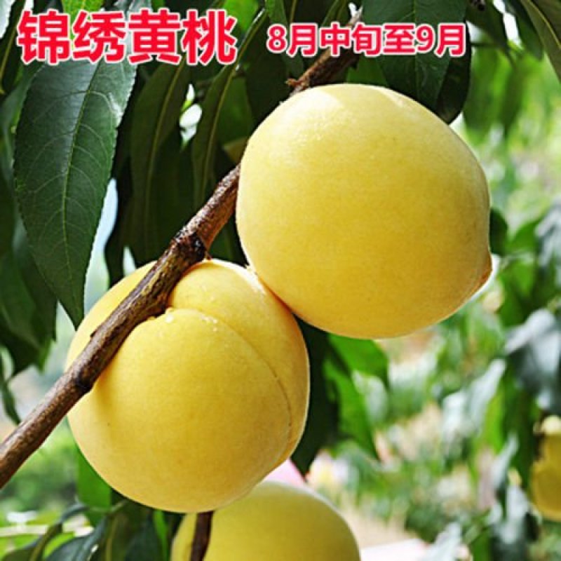 桃树苗桃树树苗冬桃树苗锦绣黄桃苗果树苗嫁接南北方种植当年