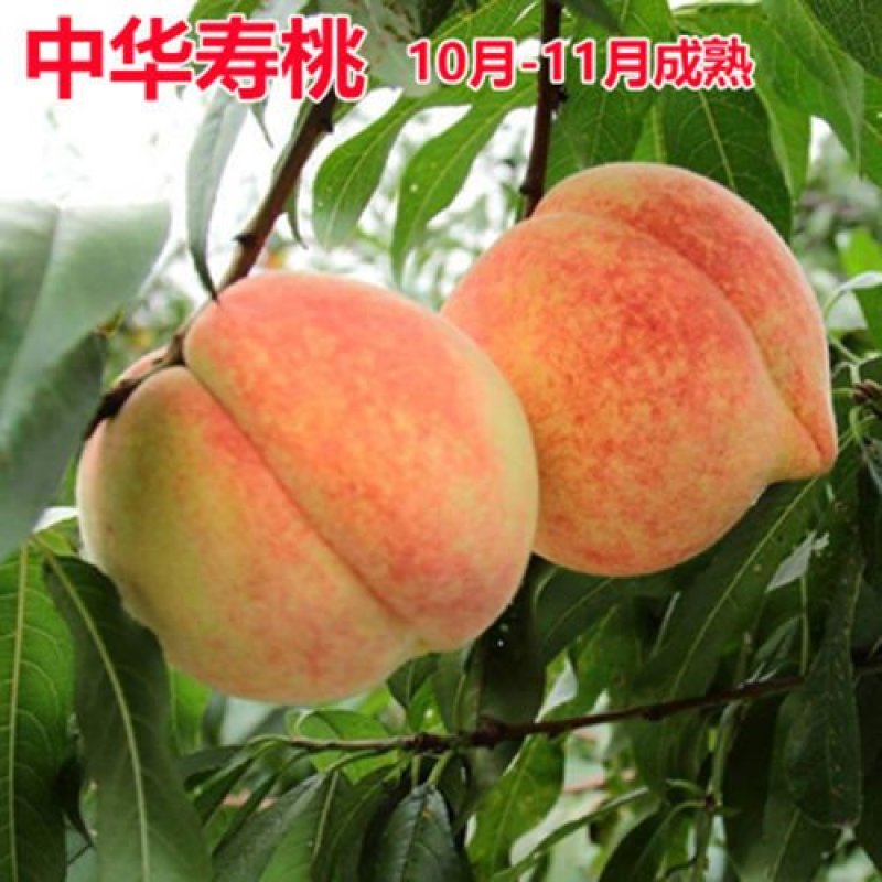桃树苗桃树树苗冬桃树苗锦绣黄桃苗果树苗嫁接南北方种植当年