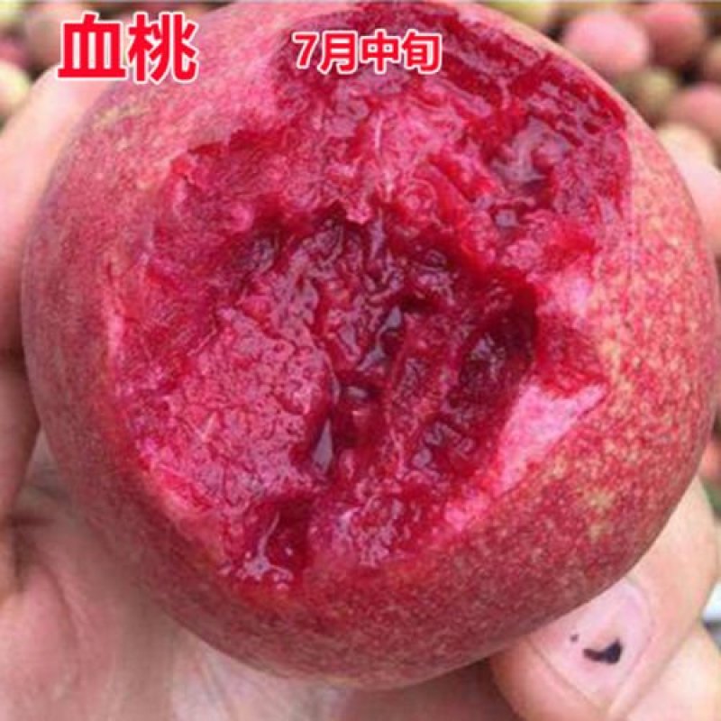 桃树苗桃树树苗冬桃树苗锦绣黄桃苗果树苗嫁接南北方种植当年