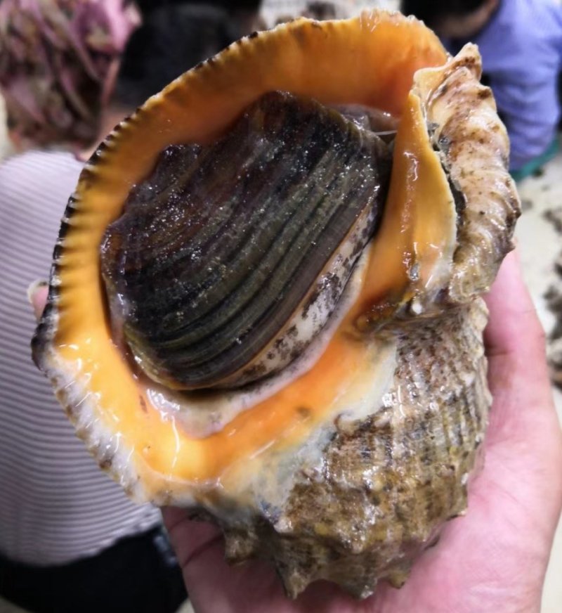 红里螺，刺海螺，海螺，鲜活海螺，大连红鲤螺，刺螺，