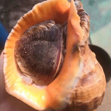 红里螺，刺海螺，海螺，鲜活海螺，大连红鲤螺，刺螺，