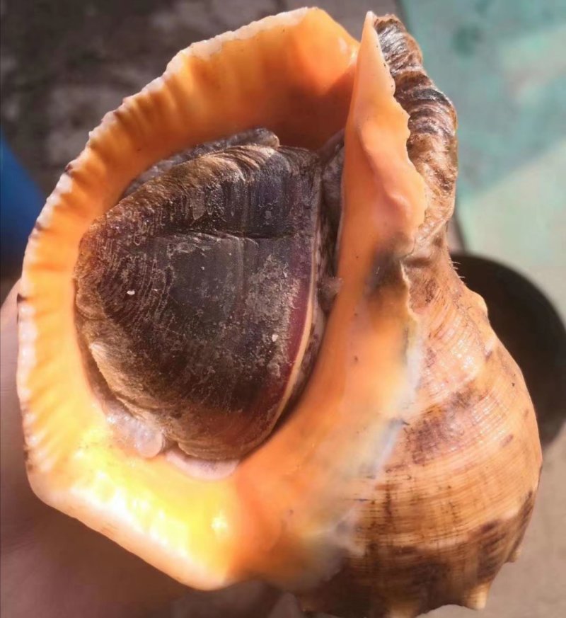 红里螺，刺海螺，海螺，鲜活海螺，大连红鲤螺，刺螺，