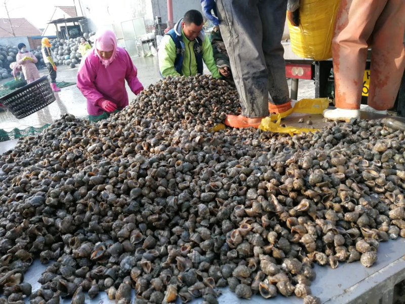 红里螺，刺海螺，海螺，鲜活海螺，大连红鲤螺，刺螺，