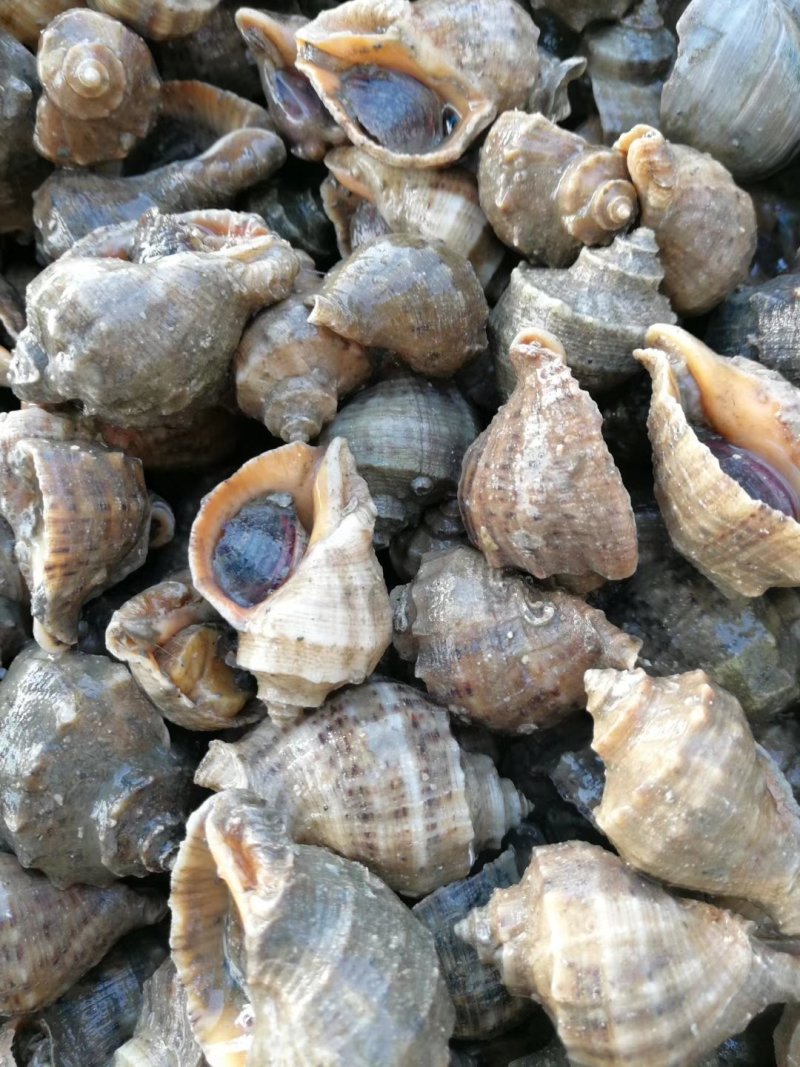 红里螺，刺海螺，海螺，鲜活海螺，大连红鲤螺，刺螺，