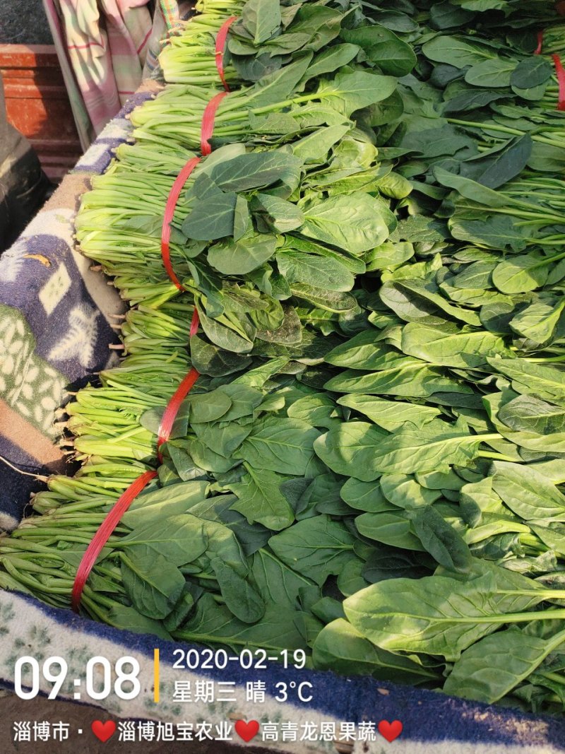 精选25-30公分️大叶菠菜️山东淄博高青️三万亩直销地