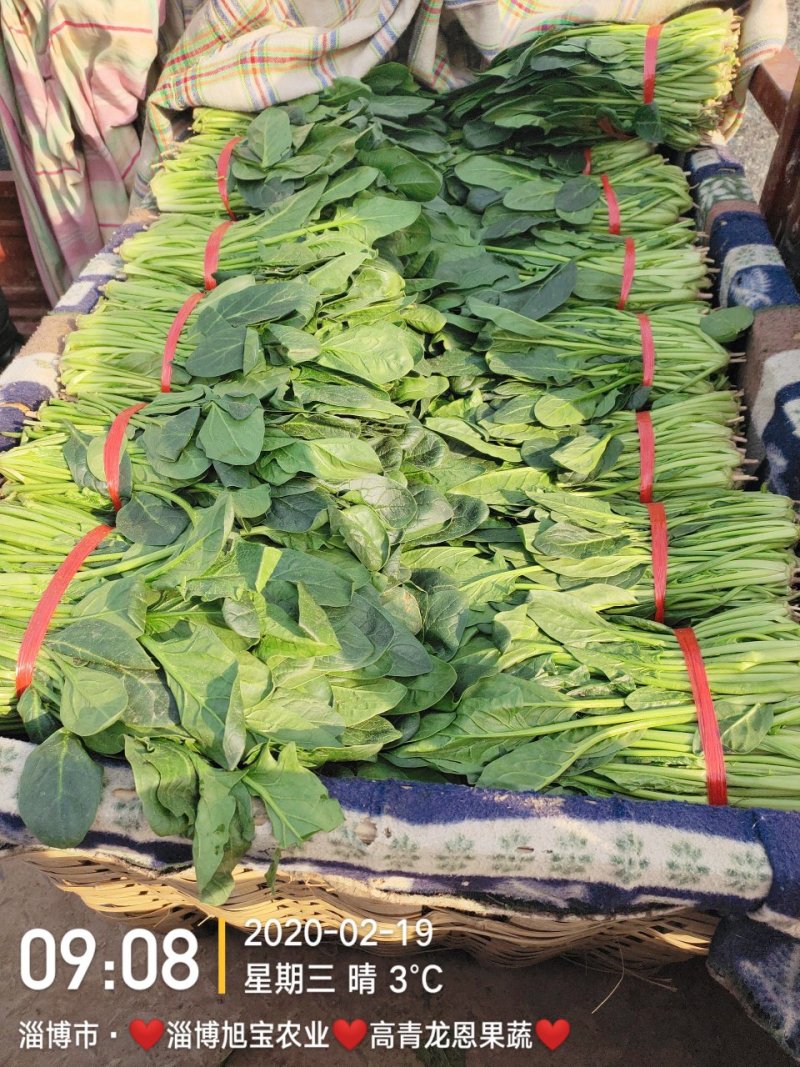 精选25-30公分️大叶菠菜️山东淄博高青️三万亩直销地