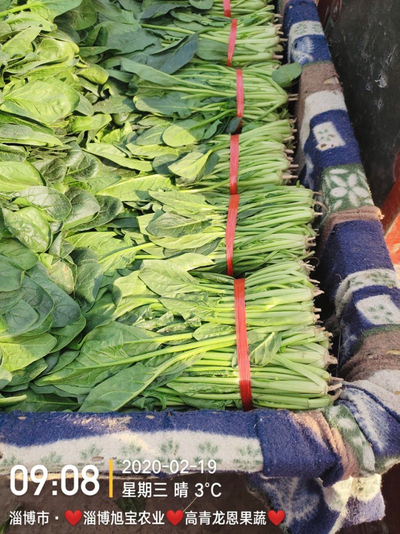 精选25-30公分️大叶菠菜️山东淄博高青️三万亩直销地