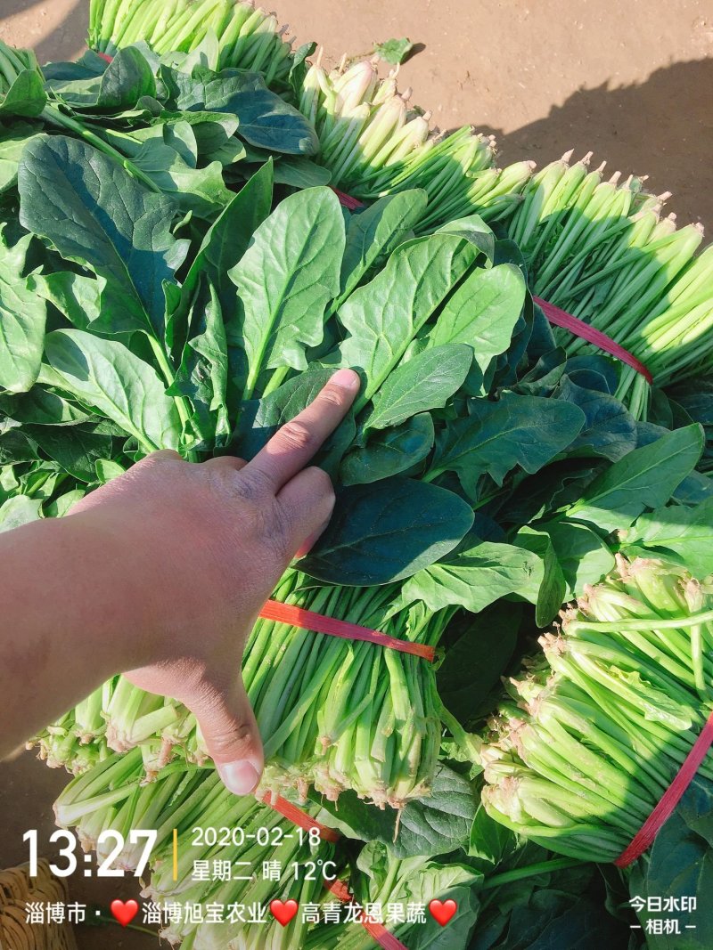 精选25-30公分️大叶菠菜️山东淄博高青️三万亩直销地