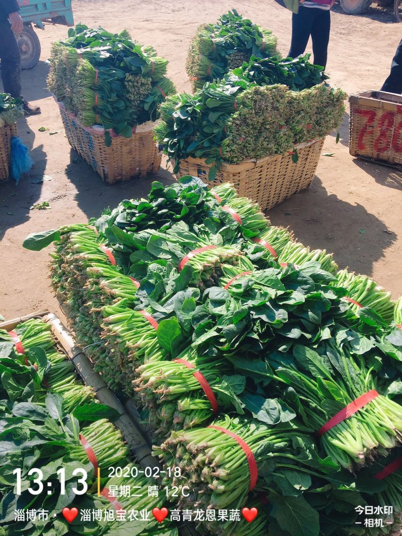 精选25-30公分️大叶菠菜️山东淄博高青️三万亩直销地