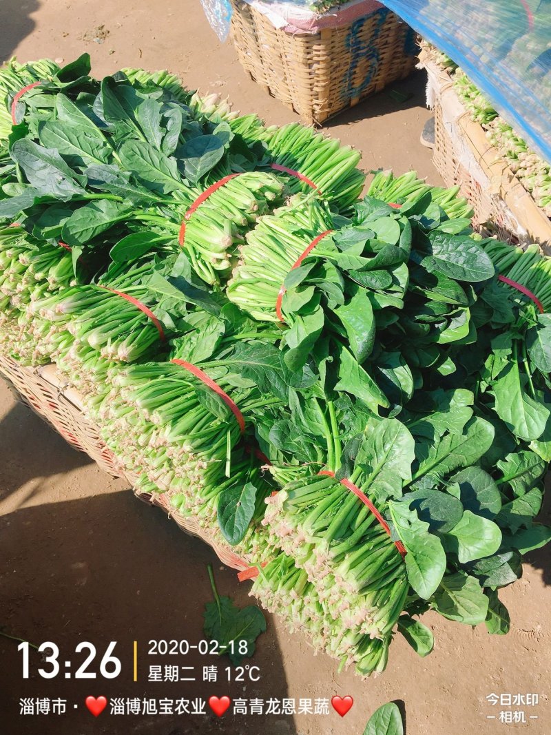 精选25-30公分️大叶菠菜️山东淄博高青️三万亩直销地