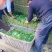 精选25-30公分️大叶菠菜️山东淄博高青️三万亩直销地