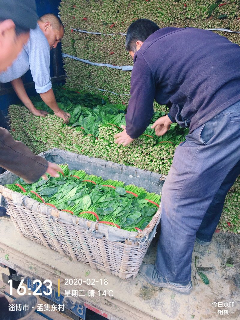 精选25-30公分️大叶菠菜️山东淄博高青️三万亩直销地
