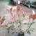 红叶石楠绿篱30-1.5米高杯苗美植袋基地直销
