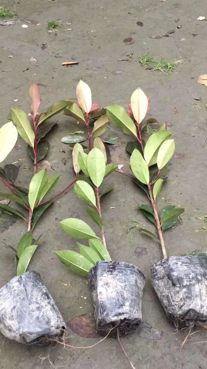 红叶石楠绿篱30-1.5米高杯苗美植袋基地直销