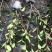 红叶石楠绿篱30-1.5米高杯苗美植袋基地直销