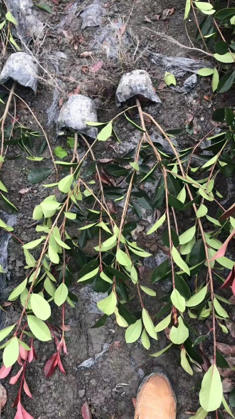 红叶石楠绿篱30-1.5米高杯苗美植袋基地直销