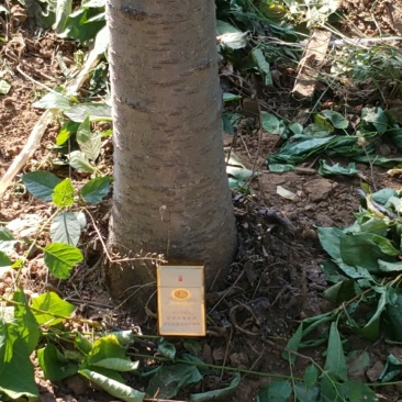 樱桃树
