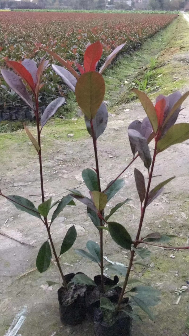 批发红叶石楠30—60高绿化工程苗杯苗/地苗/毛笼子