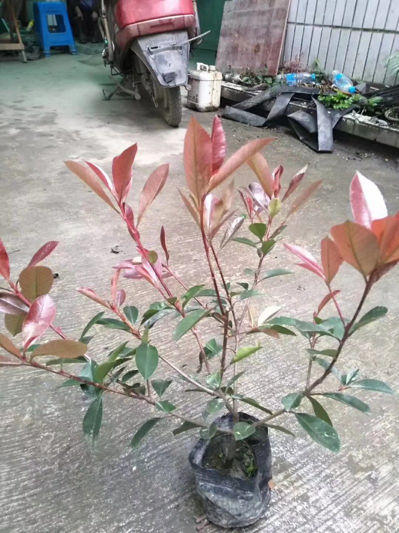 批发红叶石楠30—60高绿化工程苗杯苗/地苗/毛笼子