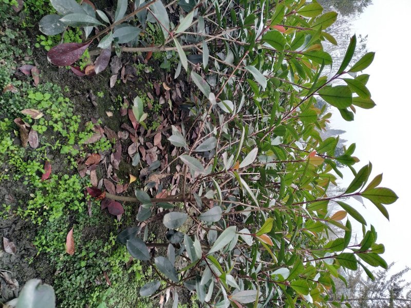 批发红叶石楠30—60高绿化工程苗杯苗/地苗/毛笼子