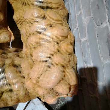 土豆