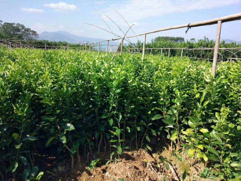 正宗嫁接大分早熟品种柑橘苗一年苗