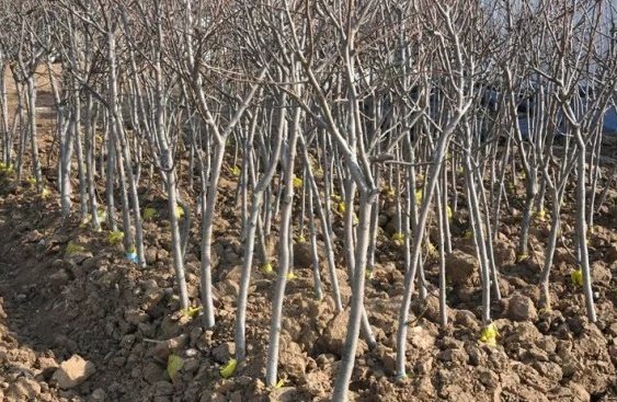 信息图表形式对比:左栏白梨,标注‘年均温8–14℃’‘需冷量800–1500h(<7.2℃)’‘耐寒极限-25℃(成年树)’‘忌持续>35℃’;右栏黄花梨,标注‘年均温23–25℃’‘无休眠期’‘致命低温<5℃’‘最适地温20–30℃’;中部用双箭头强调‘温度生态位无交集’,背景为渐变色温标轴 白梨与黄花梨温度需求对比信息图