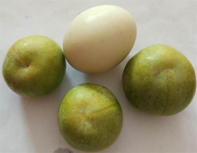 三华李与其他相似品种的对比图