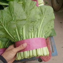 小白菜20~30cm产地直发量大质优商超供应品质