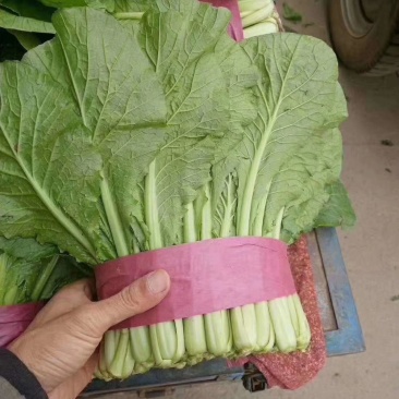 小白菜20~30cm产地直发量大质优商超供应品质