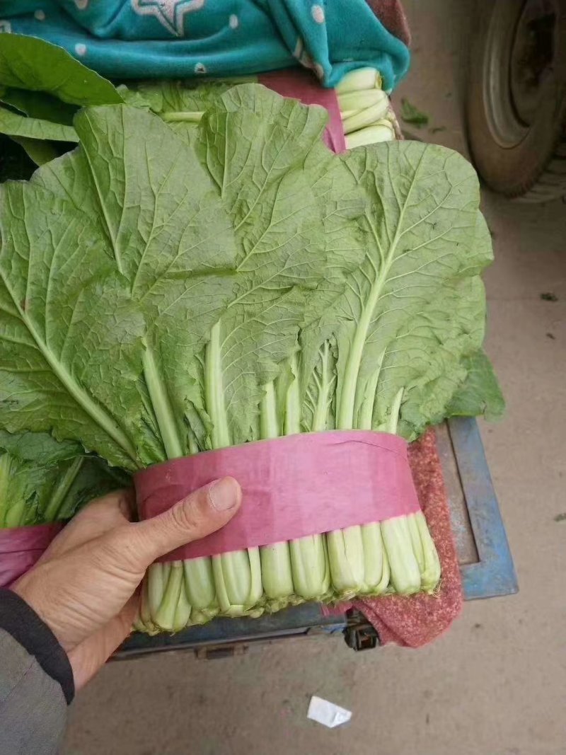 小白菜20~30cm产地直发量大质优商超供应品质