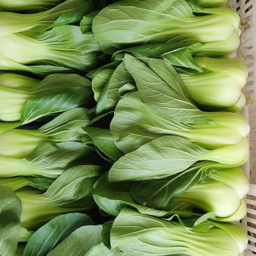 大青菜，大青菜，大科青菜