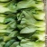 大青菜，大青菜，大科青菜