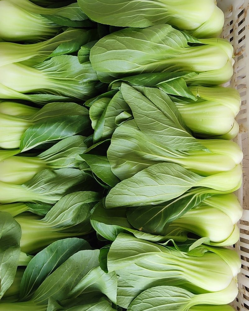 大青菜，大青菜，大科青菜