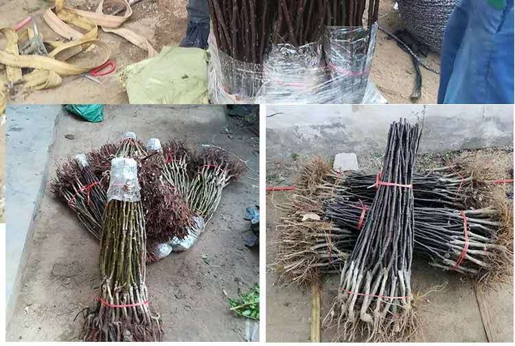 赵县雪花梨包装及产品展示图